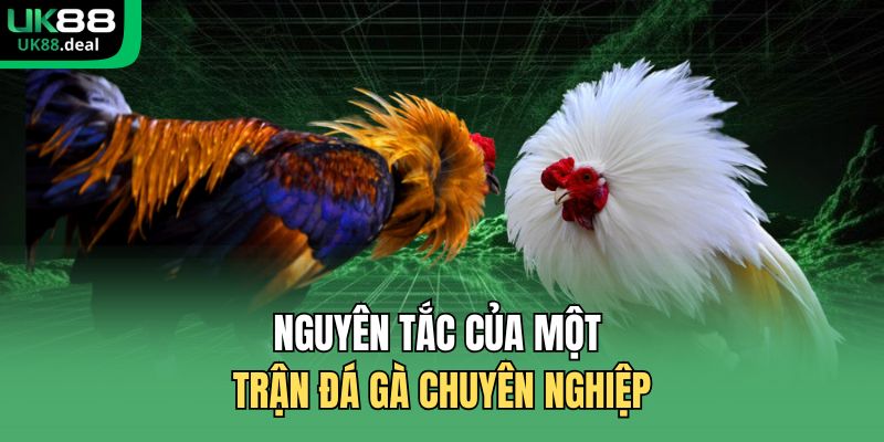 Nguyên tắc của một trận đá gà chuyên nghiệp
